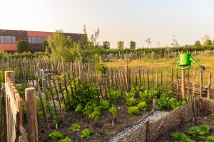 moestuin-nobelhorst