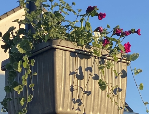 De eerste hanging baskets zijn opgehangen